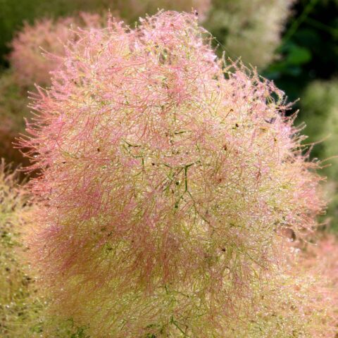 Cotinus coggygria "Young Lady"
