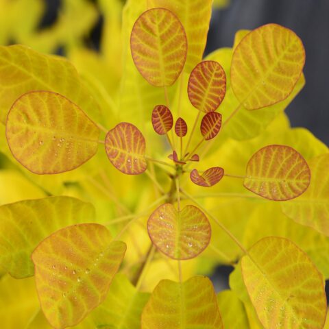 Cotinus coggygria "Golden Lady"