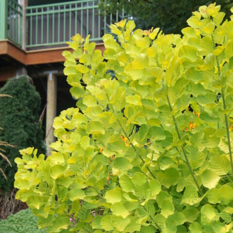 Cotinus coggygria "Golden Spirit"