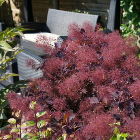 Cotinus coggygria "Dusky Maiden"