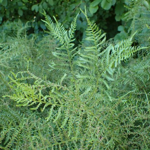 Dryopteris filix-mas "Linearis"