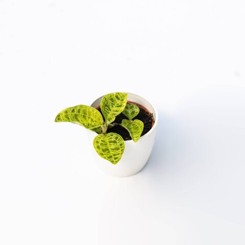 Macodes petola "Lightning Green"