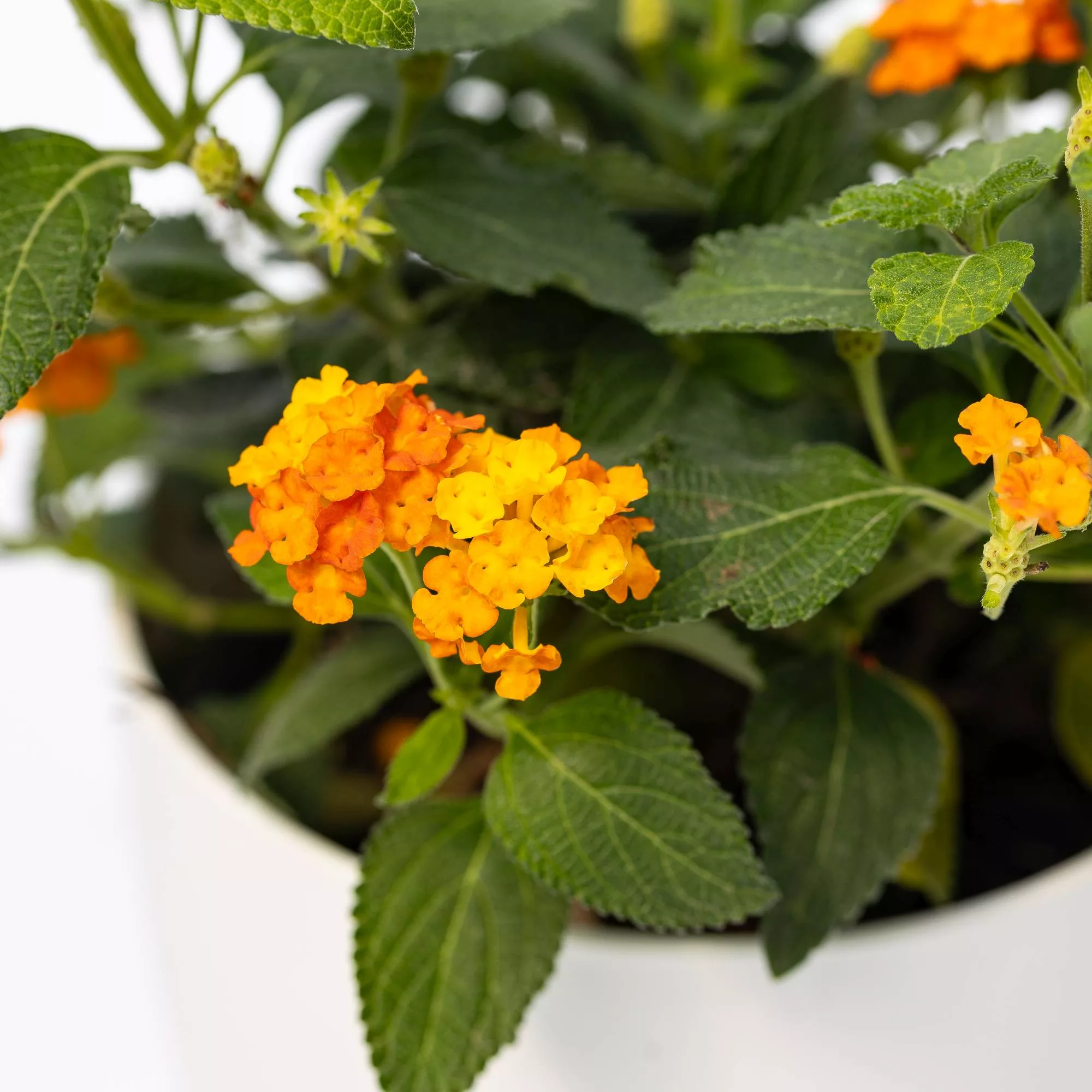 Lantana Sellowiana "Gold"