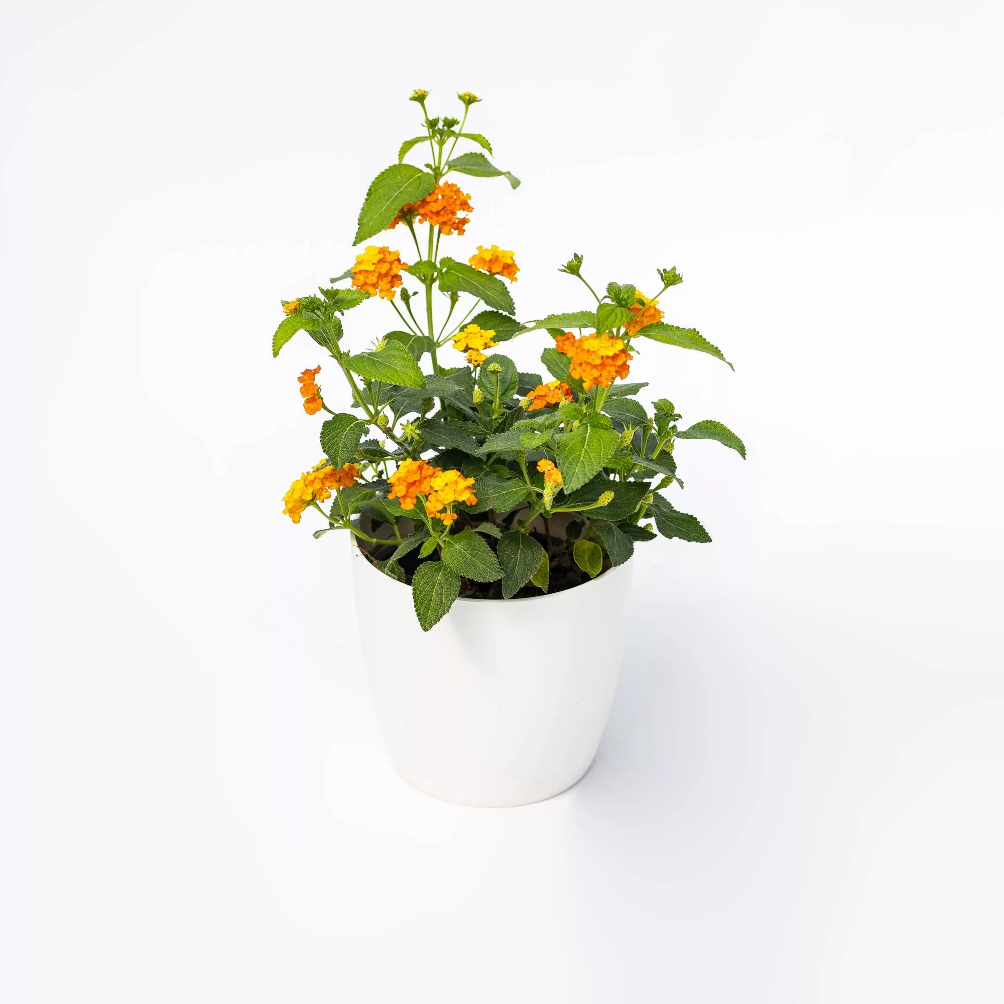 Lantana Sellowiana "Gold"