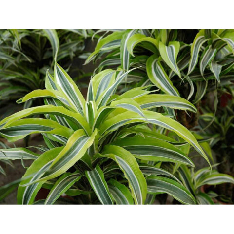 Dracaena deremensis