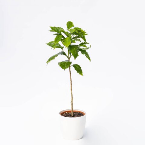 Coffea arabica "Caturra"
