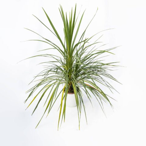 Cordyline indivisa