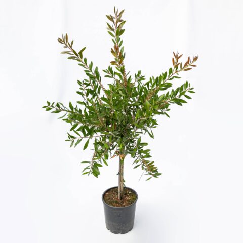 Callistemon citrinus "Splendens" - alberello