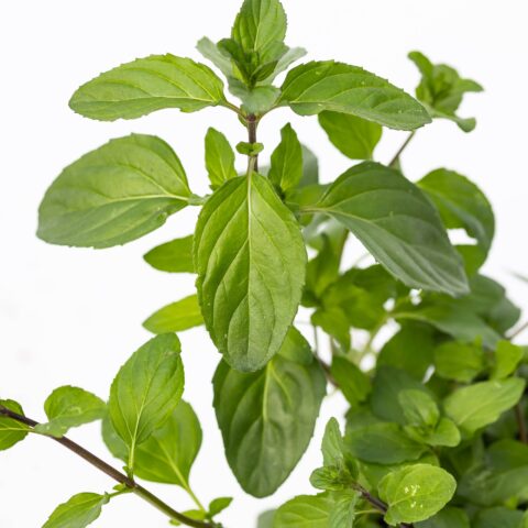 Menta ''Basilico''