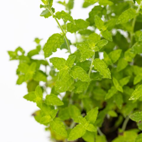 Menta "Fragola"