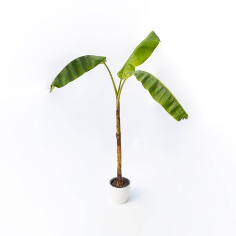 Musa "Orinoco"