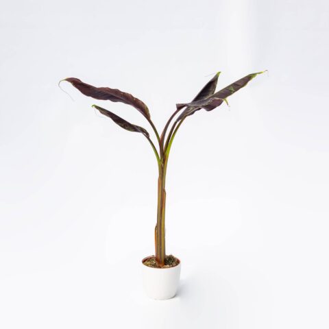Musa acuminata "Zebrina"