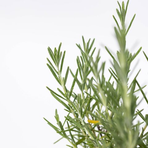 Rosmarinus officinalis "Blue Winter"
