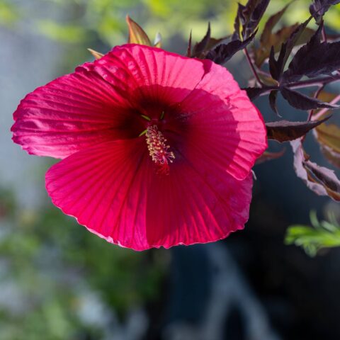 Hibiscus moscheutos "Carousel Pink Passion"