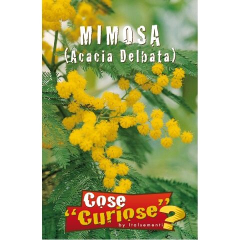 Acacia dealbata (Semente)