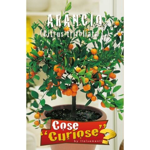 Arancio trifogliato (Semente)