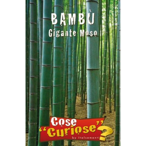 Bamb gigante o moso (Semente)