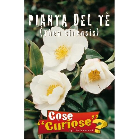 Camellia sinensis (Semente)