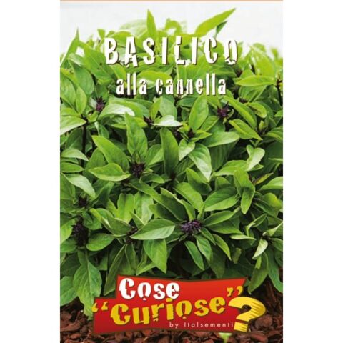 Basilico cannella (Semente)
