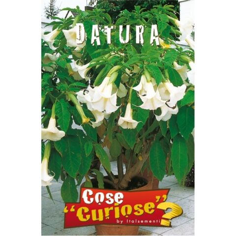 Brugmansia (Semente)
