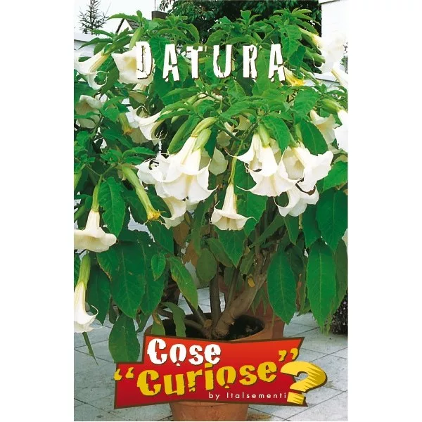 Brugmansia (Semente)