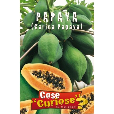 Carica papaya (Semente)