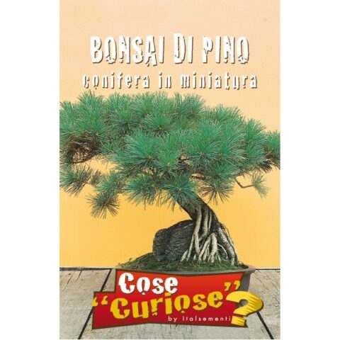 Bonsai di Pino (Semente)