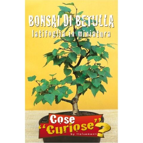 Bonsai di Betulla (Semente)