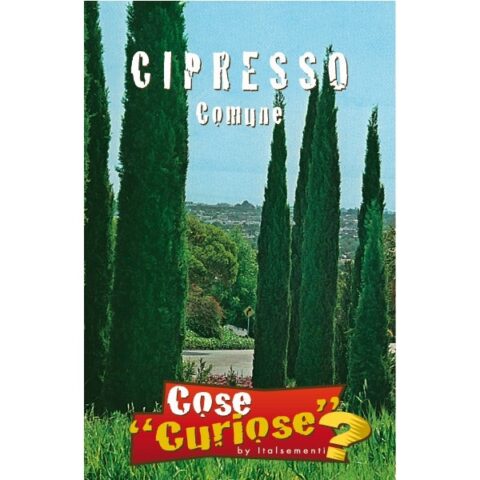 Cipresso comune (Semente)