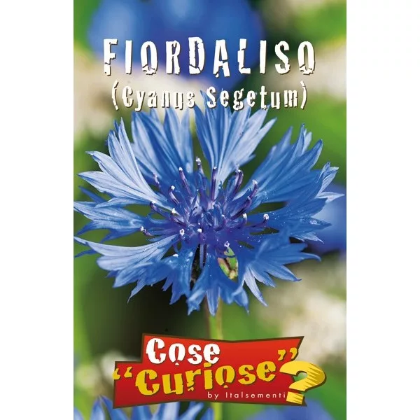 Fiordaliso (Semente)