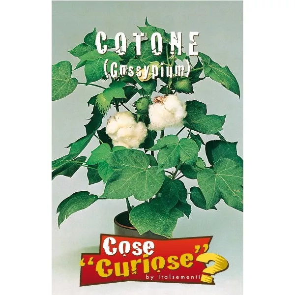Gossypium spp. tropicale o Cotone ornamentale (Semente)