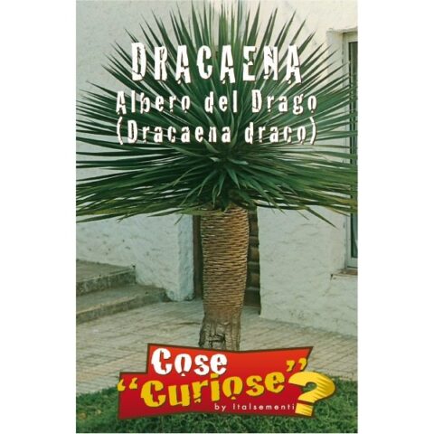 Dracaena draco (Semente)