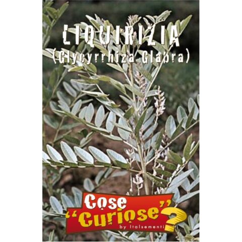 Glycyrrhiza glabra (Semente)