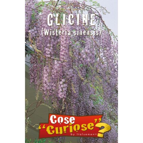 Glicine (Semente)