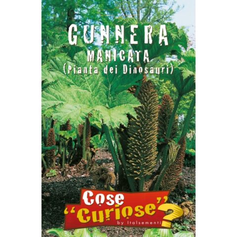 Gunnera manicata (Semente)