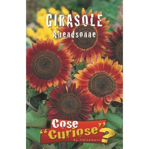 Girasole Abend Sonne (Semente)