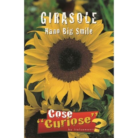 Girasole Nano Big Smile (Semente)