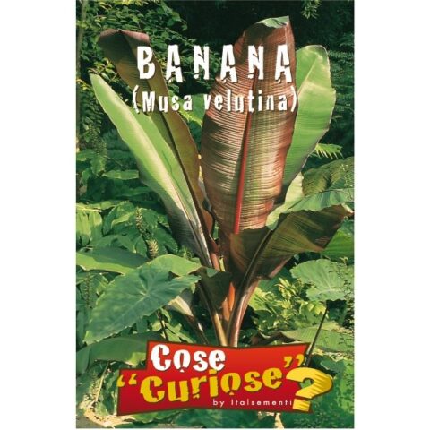 Musa velutina (Semente)