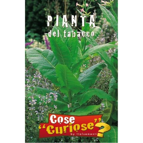 Nicotiana tabacum (Semente)