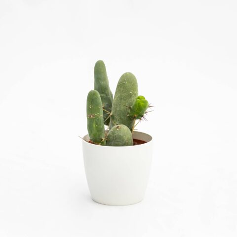 Trichocereus bridgesii f. mostruosa