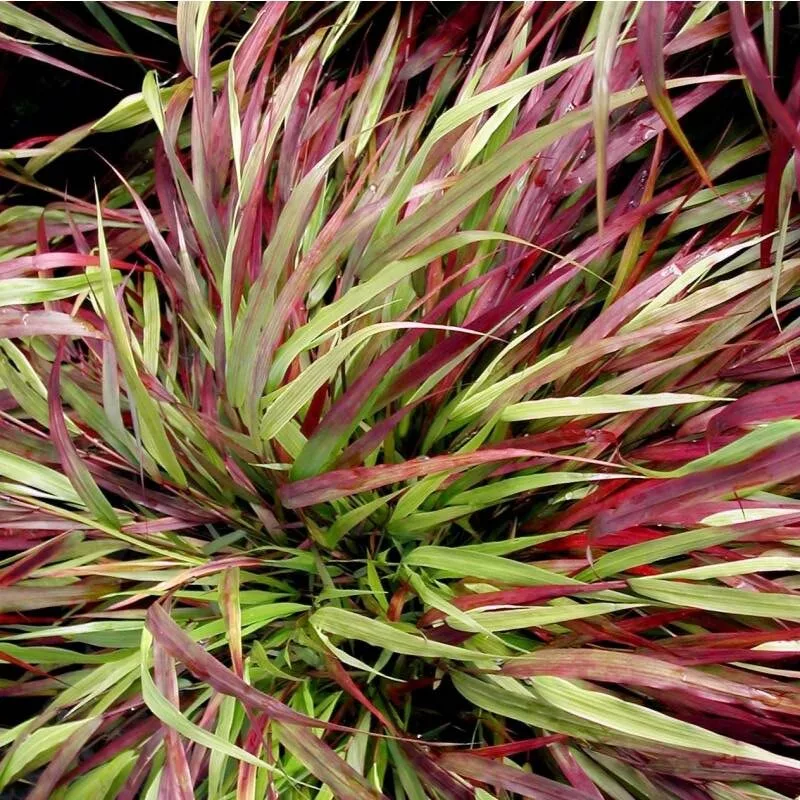 Hakonechloa macra "Beni Kaze"