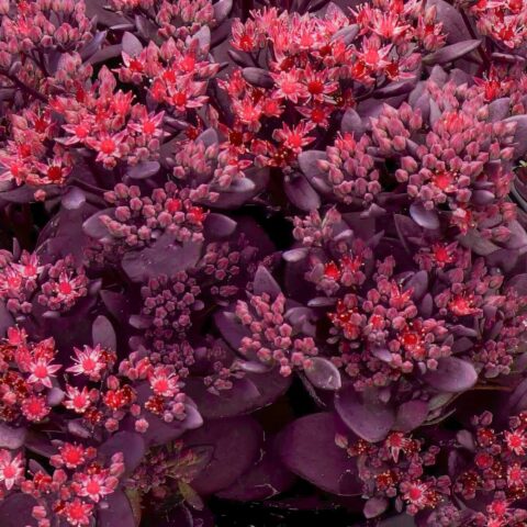 Sedum "Firecracker"