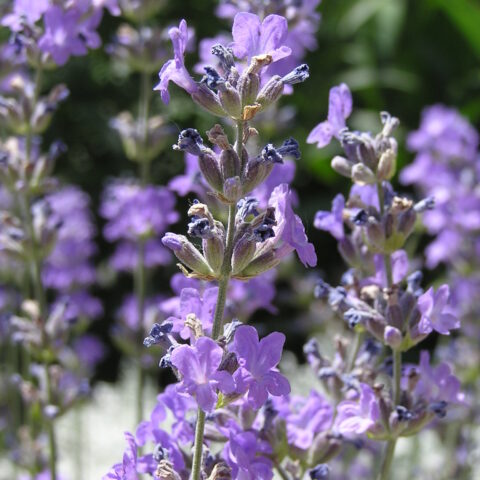 Lavandula angustifolia "Impressa"