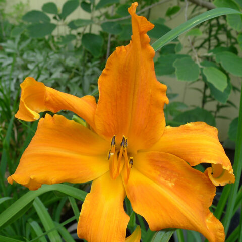Hemerocallis "Primal Scream"