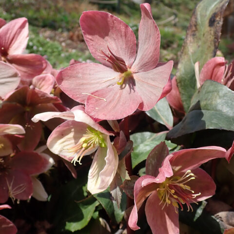 Helleborus "Pirouette"
