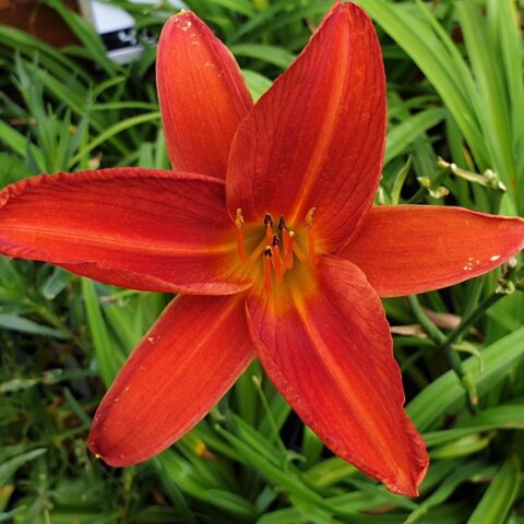 Hemerocallis "Red Precious"