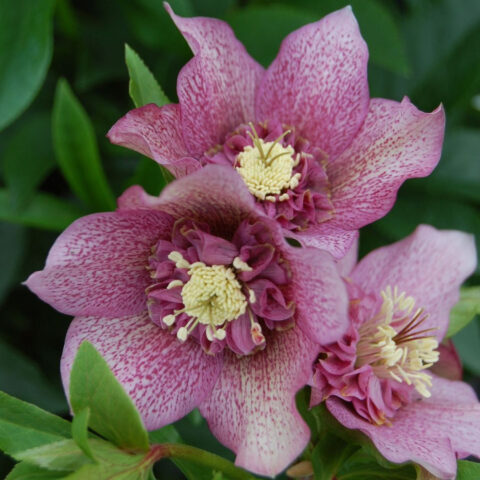 Helleborus "Tutu"