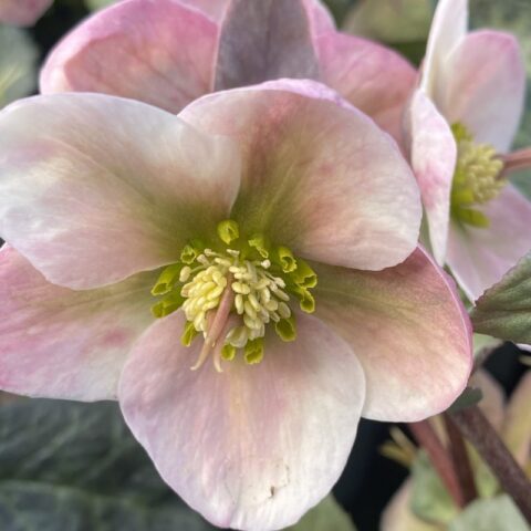 Helleborus "Winter Moonbeam"