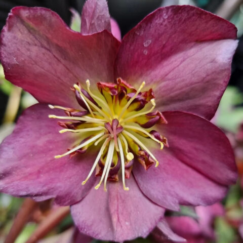 Helleborus orientalis "Star of Passion"