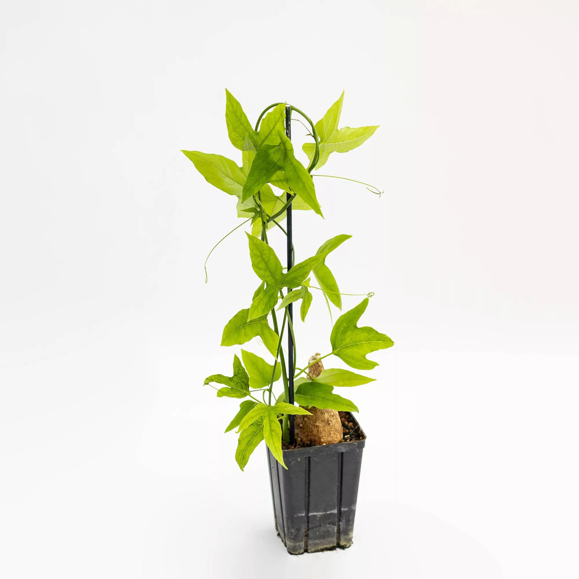 Adenia viridiflora